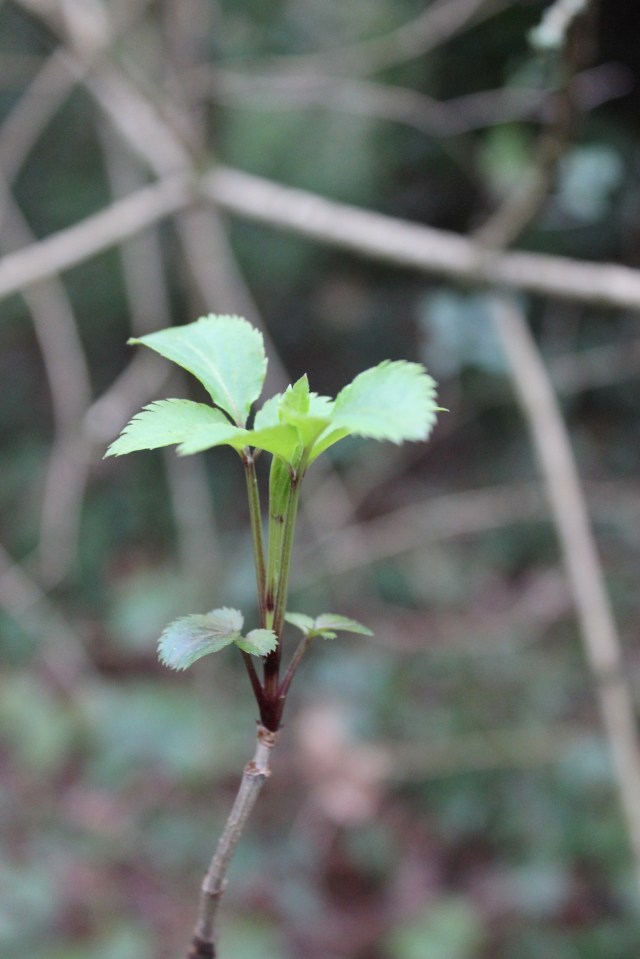 Elder leafshoot 26.1.20