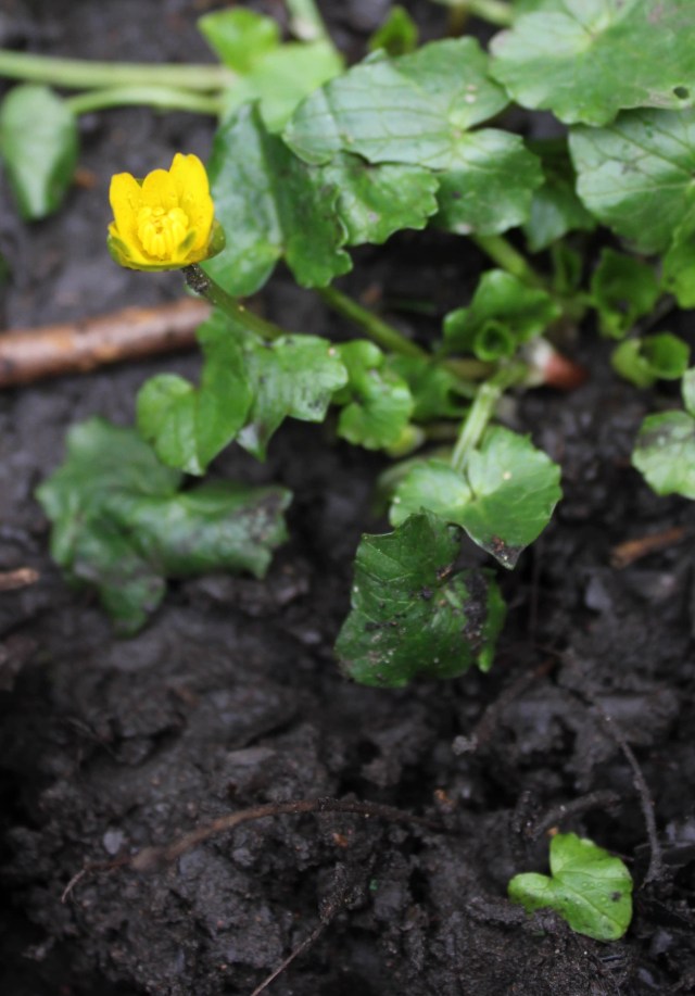 Celandine 23.2.20 min crop