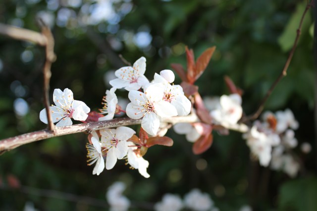 Fruit blossom landscape 17.2.20 full