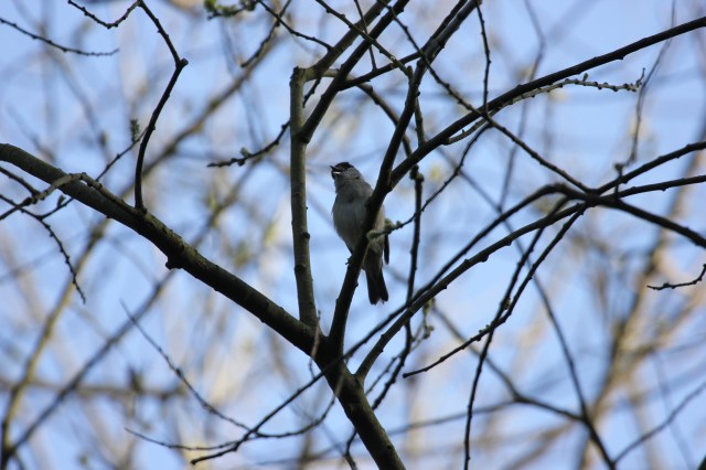 Blackcap singing SHW 29.3.20