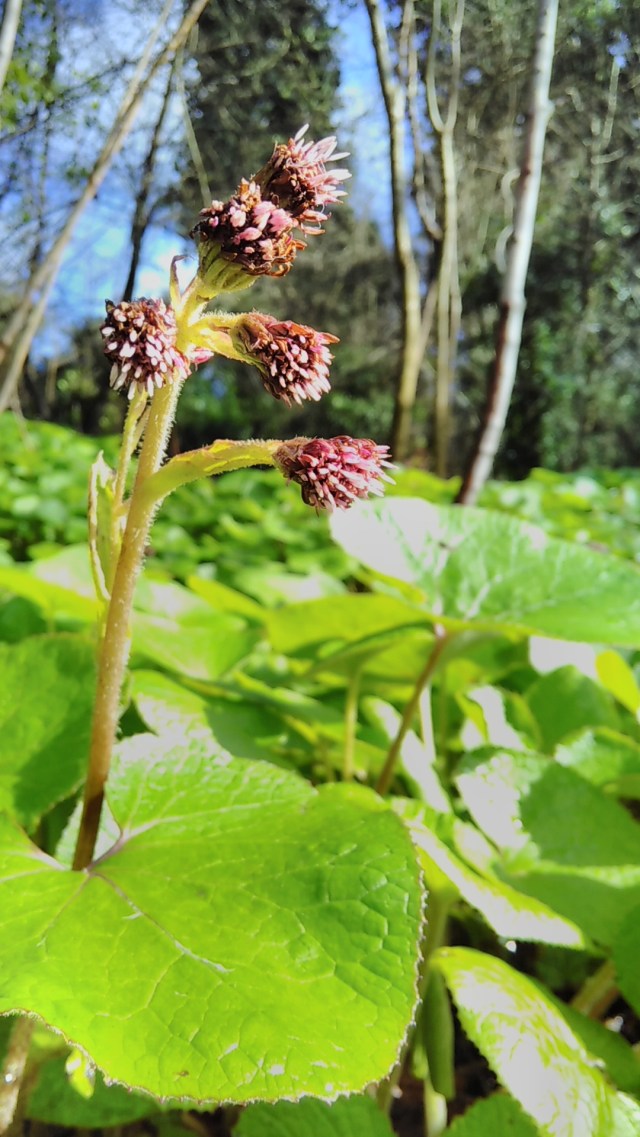 Winter heliotrope 1.3.20