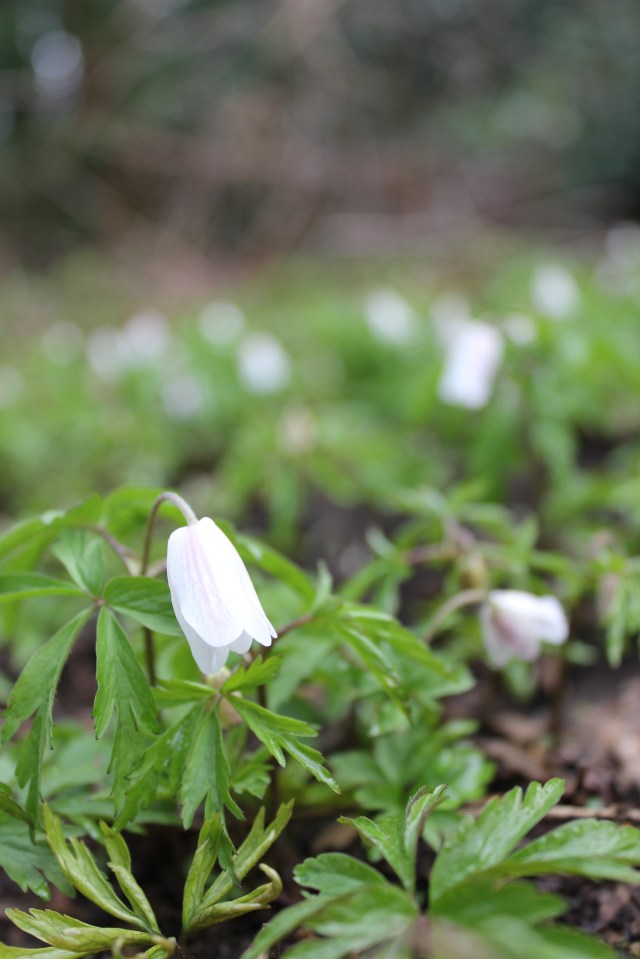 Wood anemone single SHW 20.3.20