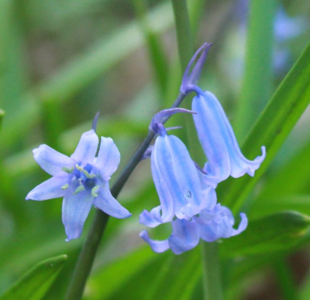 Bluebells SHW 12.4.20 (3)