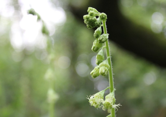 Fringe cups 2 SHW 19.4.20 cropped