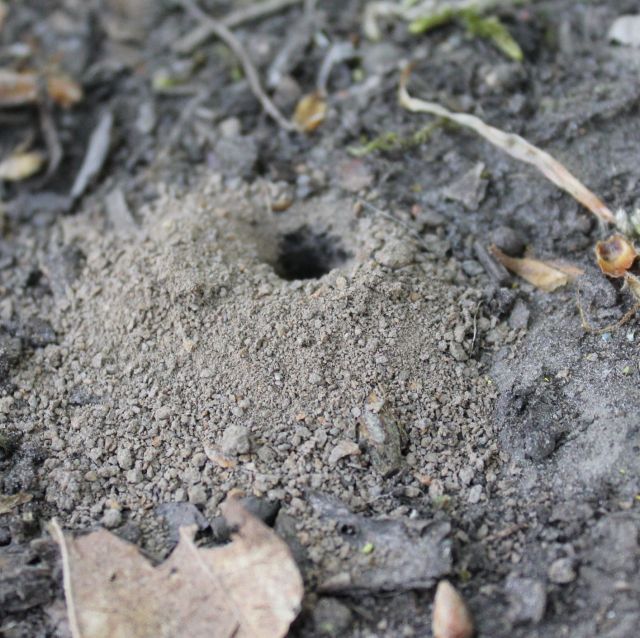 Mining bee burrow 2 SHW 26.4.20 crop resize