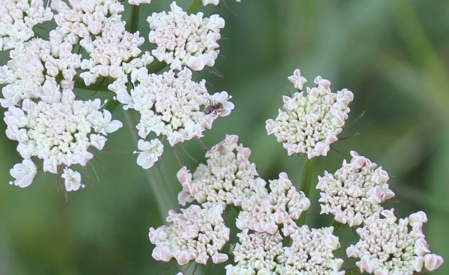 Corky fruited water dropwort with ant v cropped SH 10.5.20