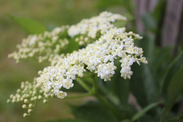 Elder flowers SHW 10.5.20