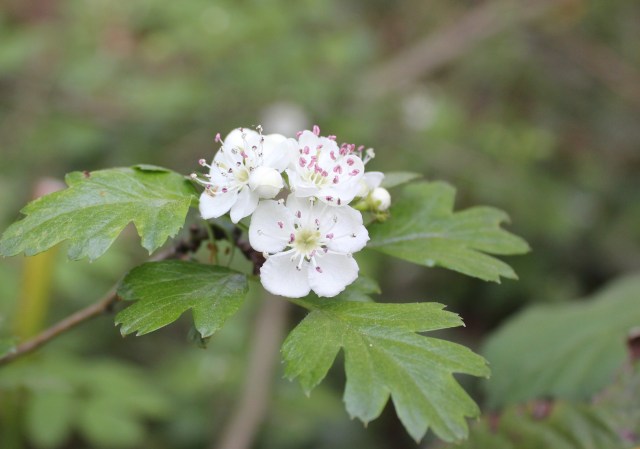 Hawthorn blossom SHW 26.4.20