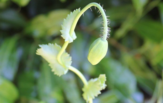 Poppy PWV 31.5.20 cropped