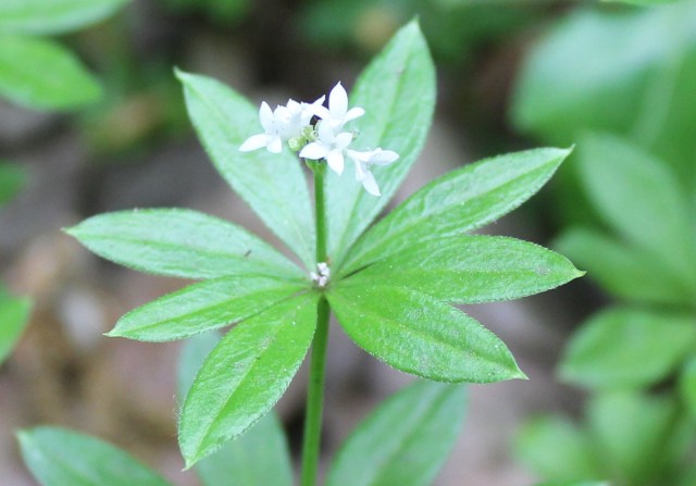 Sweet woodruff SHW 24.5.20 (2)