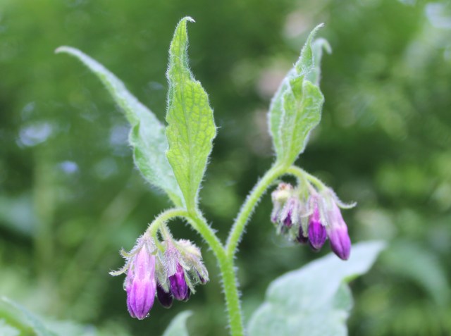 Russian comfrey SHW 7.6.20 cropped