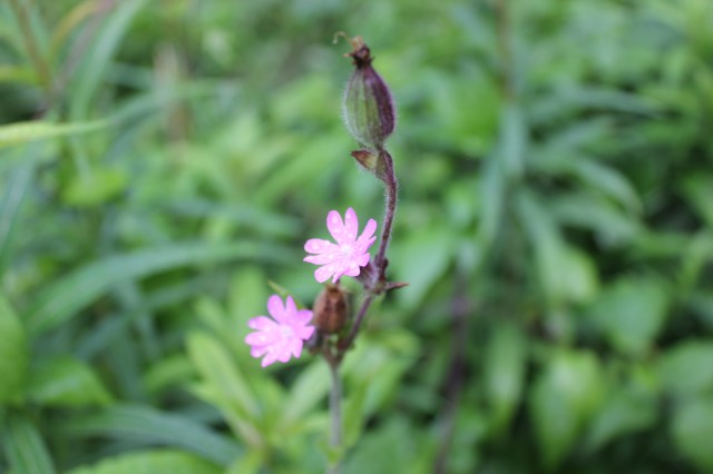Red Campion SHW 5.7.20